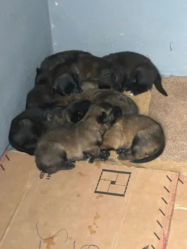 Pastor Belga de Malinois