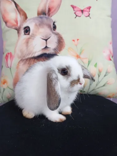 Mini Lop 