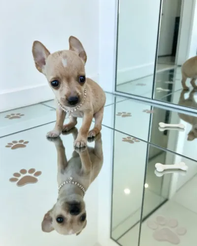 Pinscher Mini Uma Verdadeira Fofura