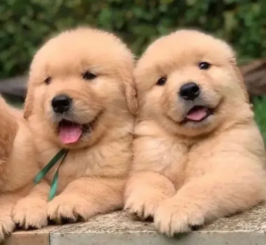 cachorro
