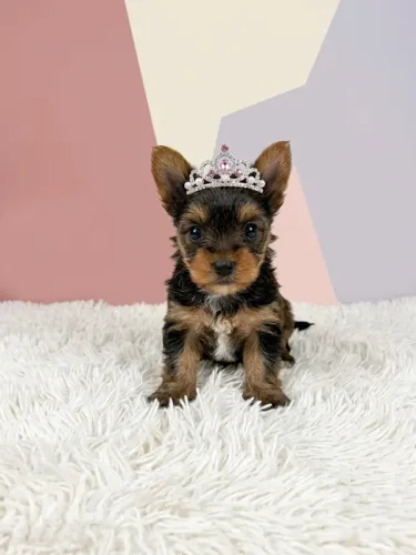 Princesa Yorkshire Fêmea Muito Amor