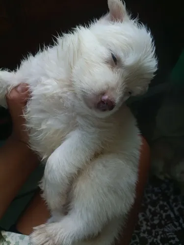 Filhotes husky siberiano