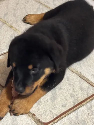 Vende-se filhote de rottweiler fêmea cabeça de touro