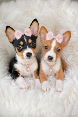 O cão que não late. Perfeitos com o melhor preço 