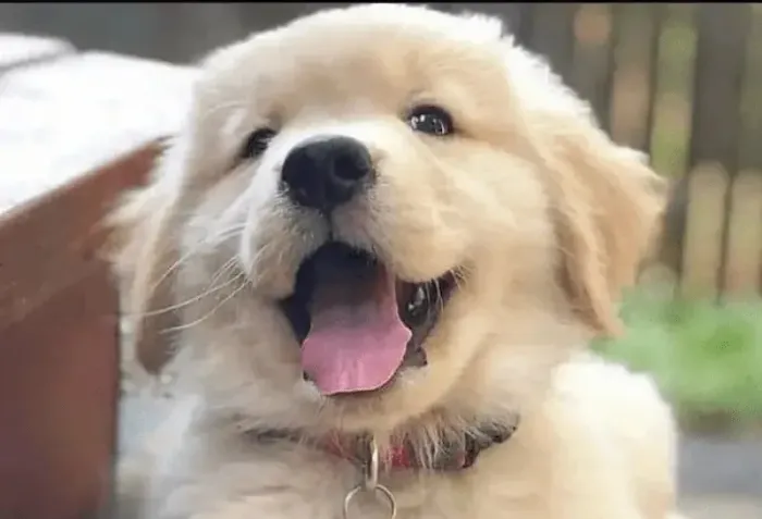 Doação de Golden