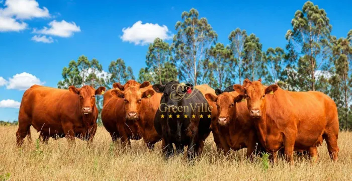 Lapa | 471,90 hectares | 195 Alqueires | Dupla Aptidão