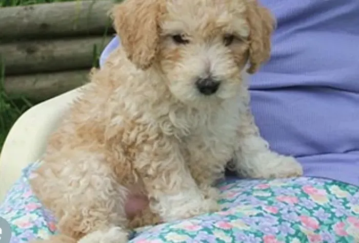 Poodle