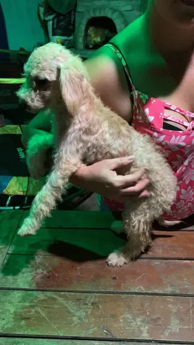 Vendo filhote de poodle