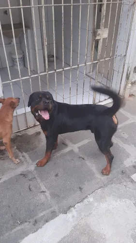 Cão rottiwallei disponível para cruzar