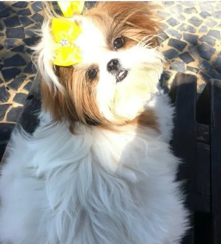 Shihtzu mini perfeitos legitimos menor porte