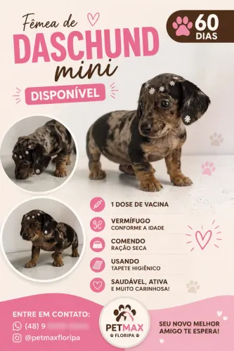 Fêmea de Daschund 