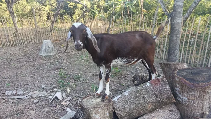 Vende-se uma cabrita 