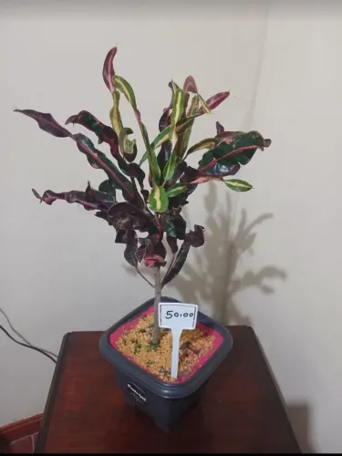 Planta linda e rara