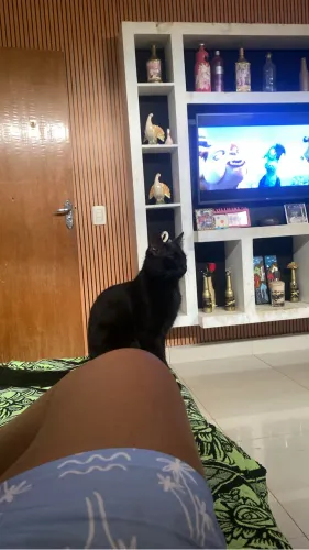 Adoção responsável