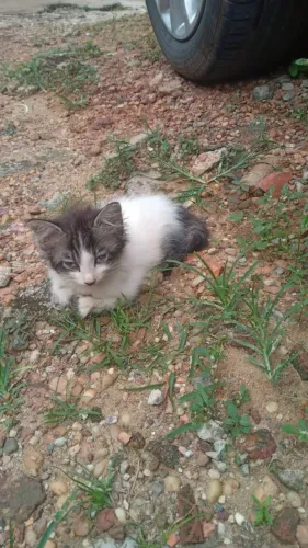 Doação de Gatos 
