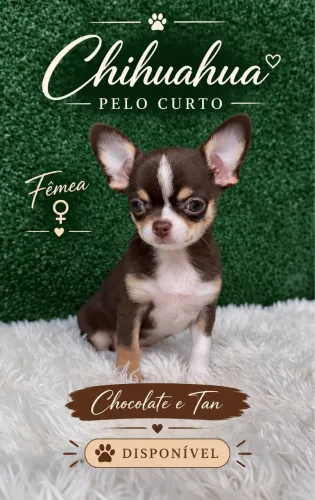 Chihuahua Fêmea Pelo Curto Tricolor 