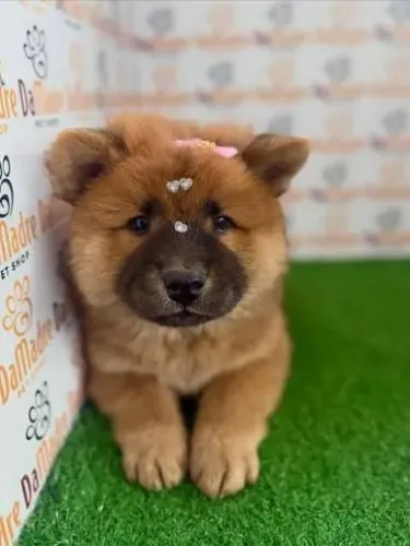 Filhote Chow Chow fêmea Exclusiva