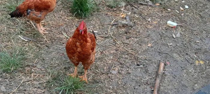 Galo rhod Island Red Raça pura criado no estilo Caipira