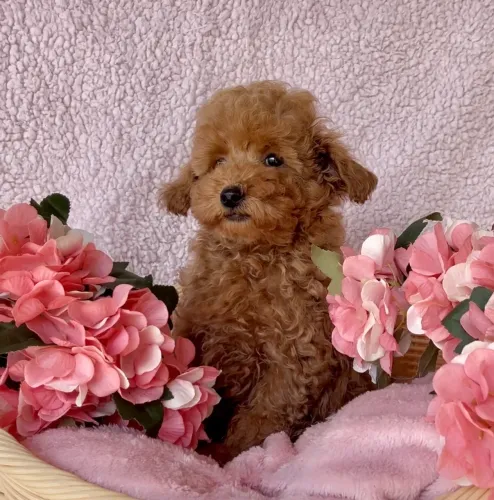 Poodle red macho  fotos reais 