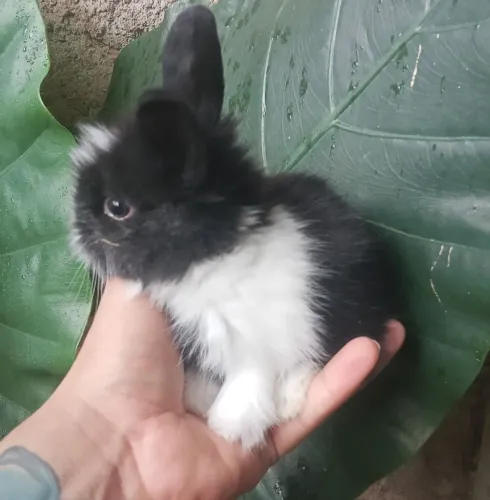 Mini Coelho angora 