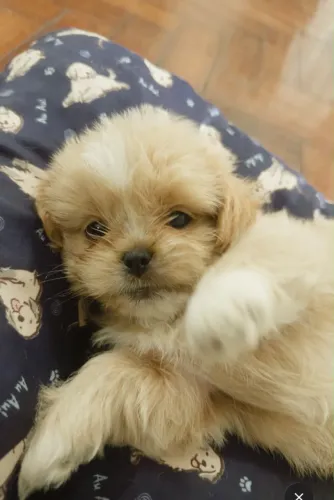 filhote de Shih Tzu Macho
