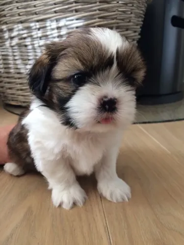 Lhasa Apso promocional não perca