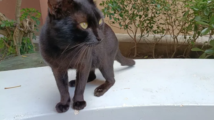 Pantera esperando uma adoção responsável!