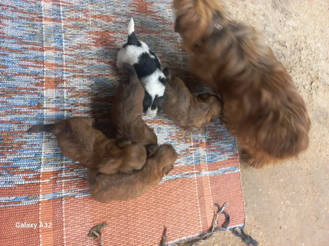 Ilhasa Apso