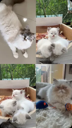 Persa com Ragdoll 