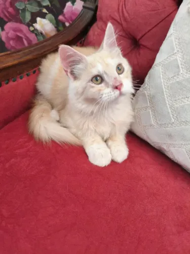 Filhote Maine Coon 