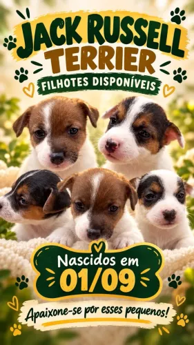 Filhote de Jack Russell Terrier 