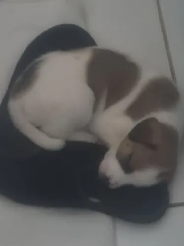 Doa-se cachorrinho filhote