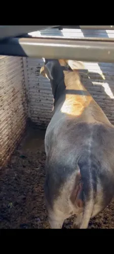 Vendo novilha