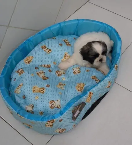 Filhote de Shih Tzu