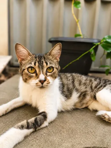 Gatinha para adoção (CASTRADA, FIV E FELV- )