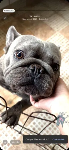 Bulldog Francês Blue César Rugão COBERTURA 
