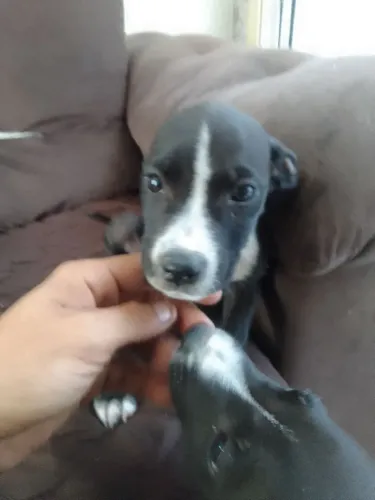 Pit bull doacao