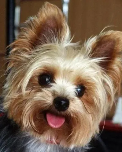 Yorkshire Minúsculos Terrier 