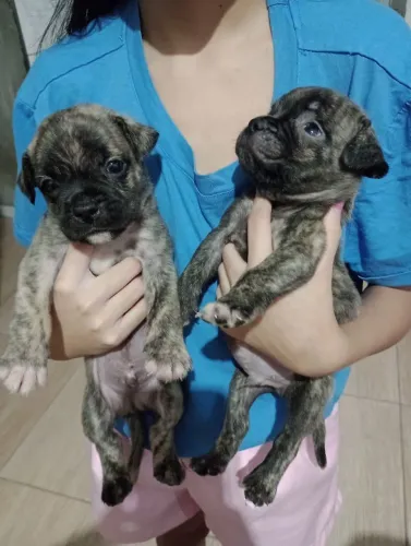 Doação de filhotes de Pug com American Bully 