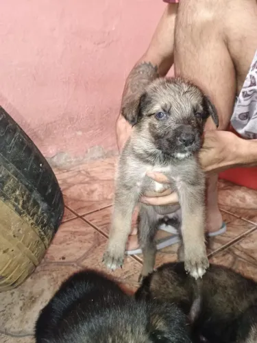 Tenho 8 filhote de pastor alemão todos comendo ração tem 2 meses