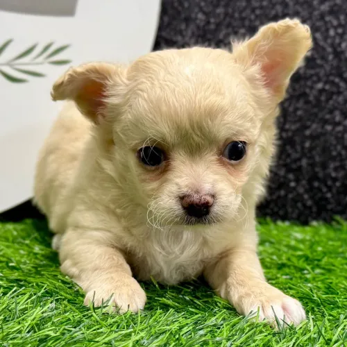 Chihuahua | Atendimento rápido no WhatsApp