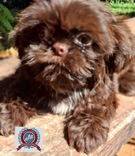 Filhote fêmea Shih Tzu- 2 meses
