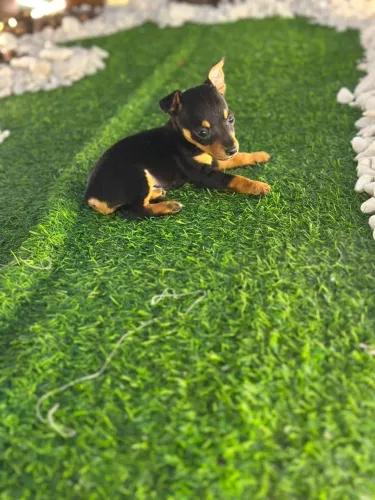 Pinscher macho