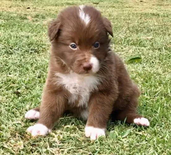 Border Collie 