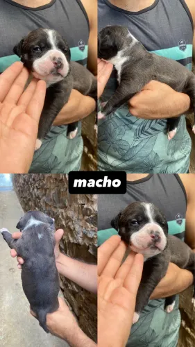 vendo filhotes de pitmonster