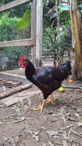 Galo Rhode Island Red