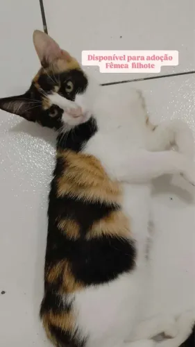 Gatinha para doação