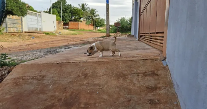 Vendes filhote bull terrier