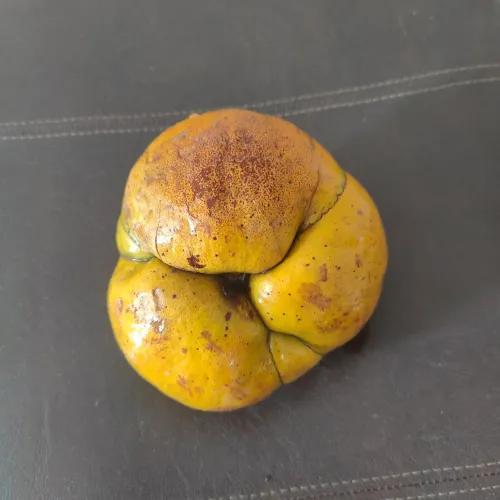 3 frutas maçã elefante cofre dilenia flor abril 