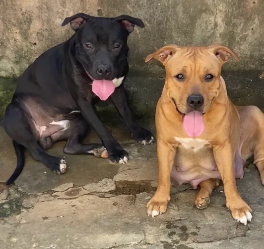 Filhotes de pitbull 400